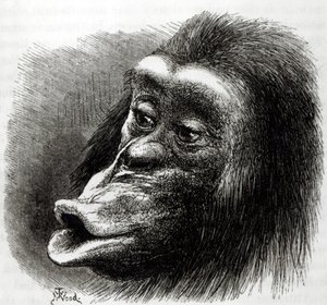 Teleurgestelde en chagrijnige chimpansee